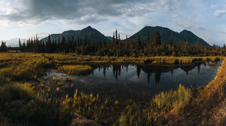 wetland mountains pines Wrangell-St. Elias