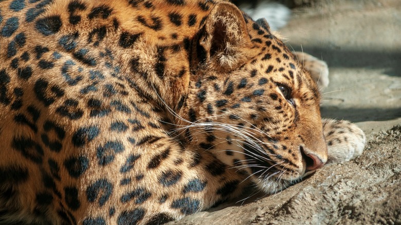 Leopard at Erie Zoo