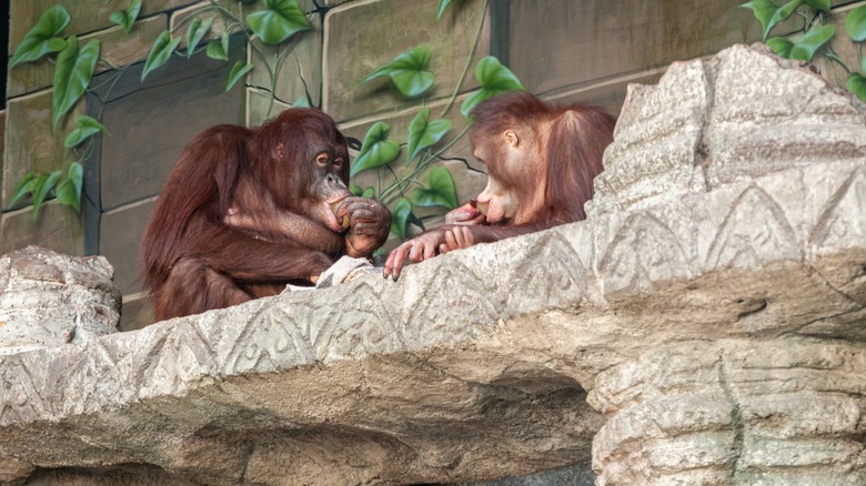 Primates at the Erie Zoo in Pennsylvania