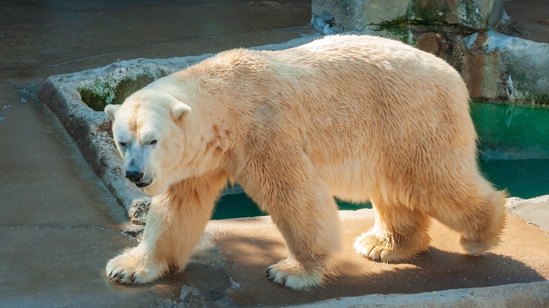 Polar bear at the Erie Zoo in Pennsylvania