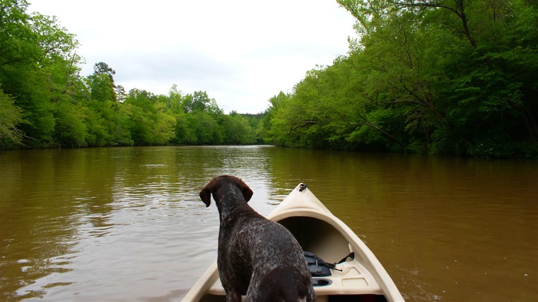 Dog on a river canoe