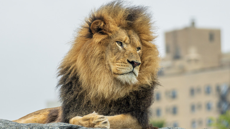 A lion at the zoo