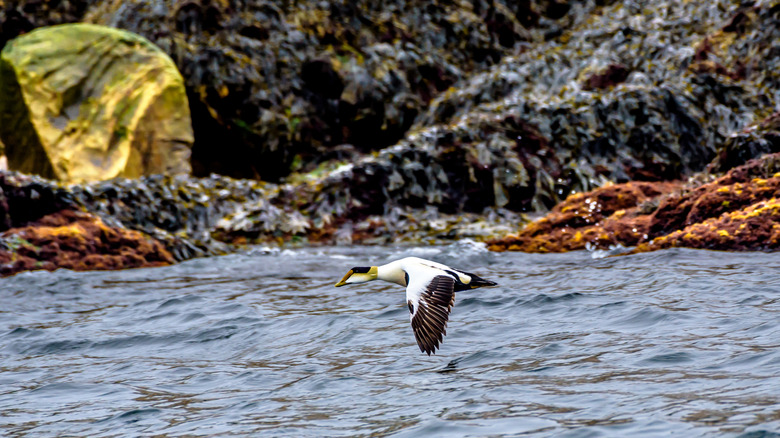 An eider flying along Eastern Egg Rock in Maine