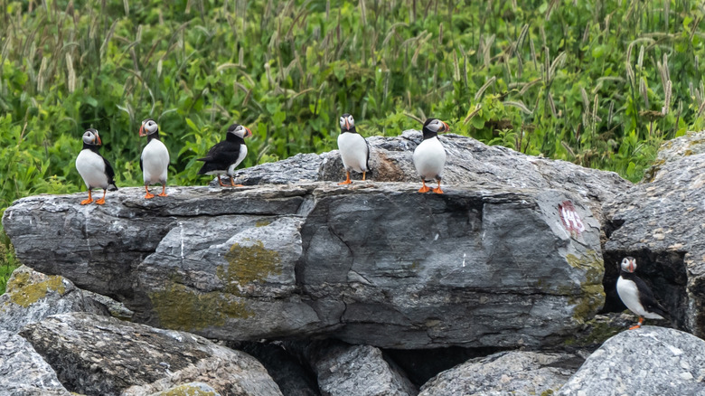 Puffins on Eastern Egg Rock in Maine