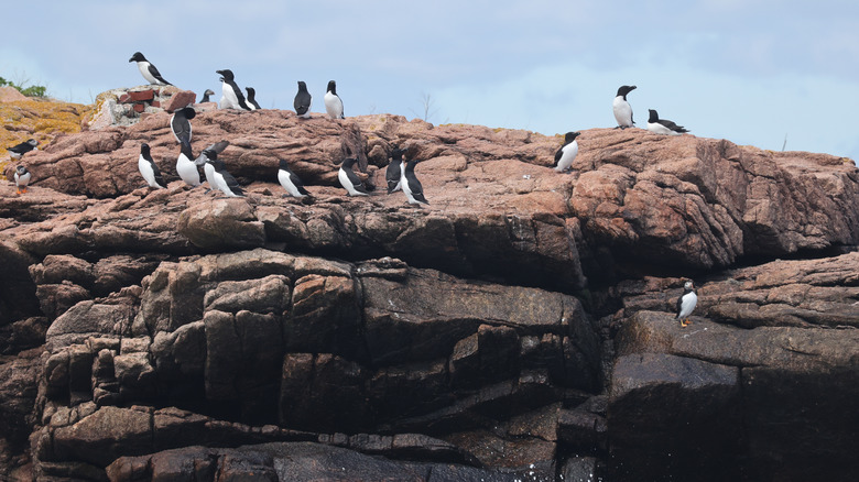 Puffins and guillemots congregating on Eastern Egg Island