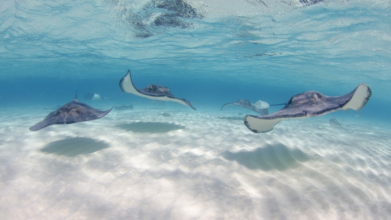 Stingrays swim in a turquoise sea