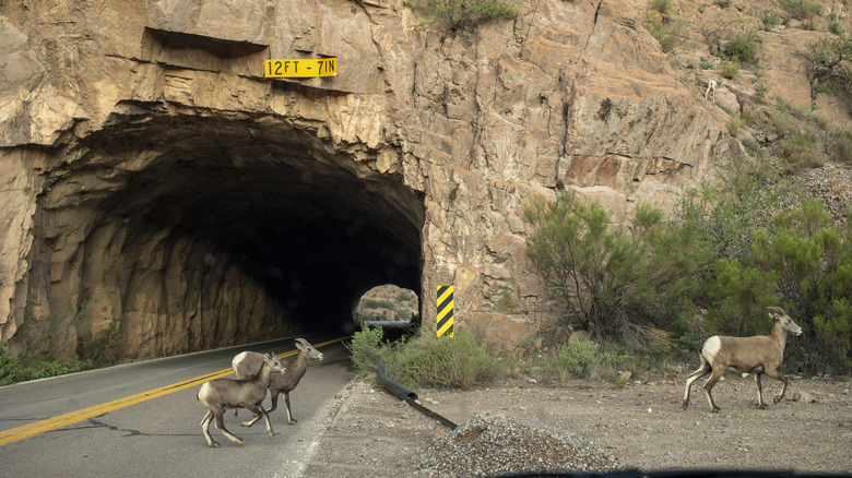 Bighorn sheep near a tunnel in Morenci