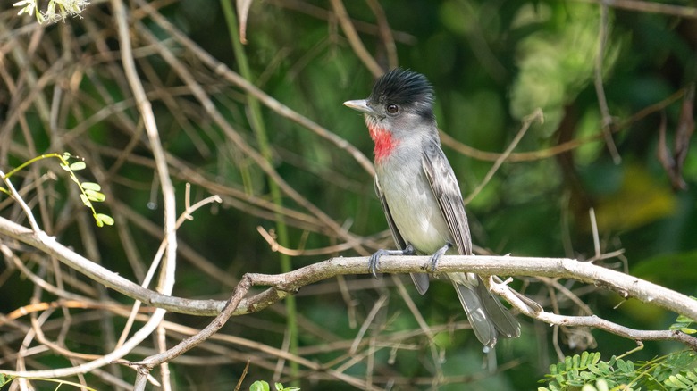 Rose-throated becard 