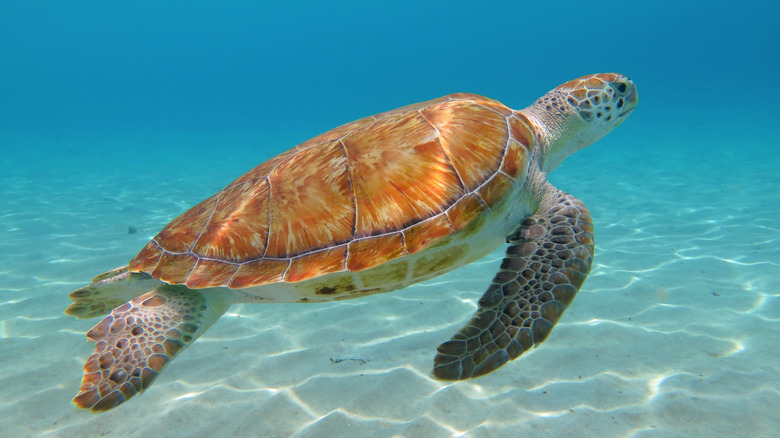 A sea turtle swims above the ocean floor