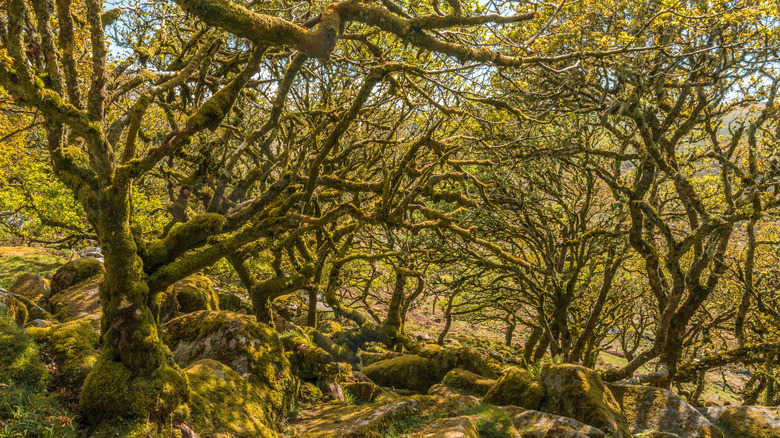 A tangle of moss-covered oak trees in Wistman's Wood, UK