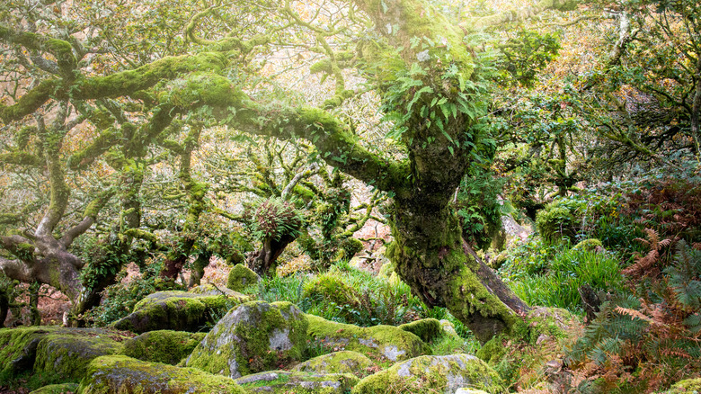 Sun shining through moss-covered trees of Wistman's Wood, UK