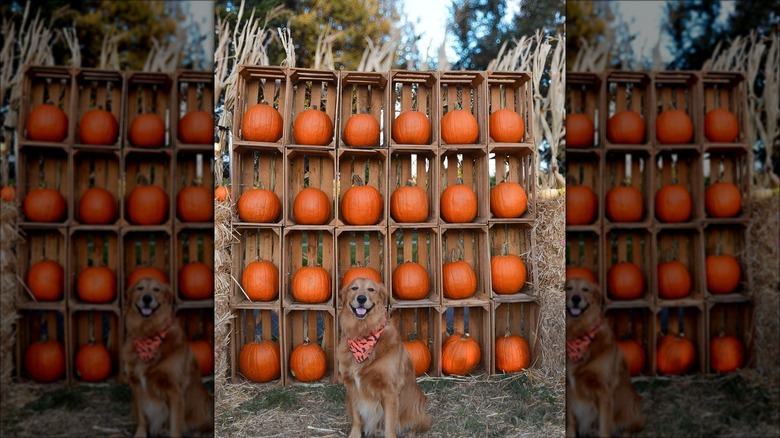 Dog at pumpkin patch