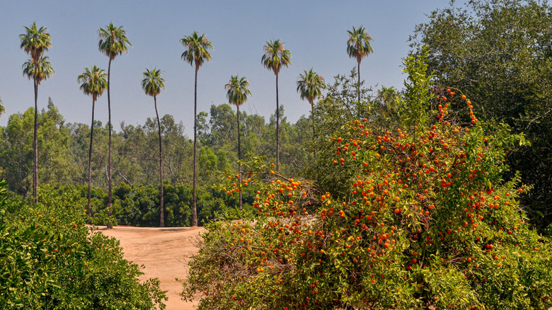 Groves at California Citrus State Historic Park