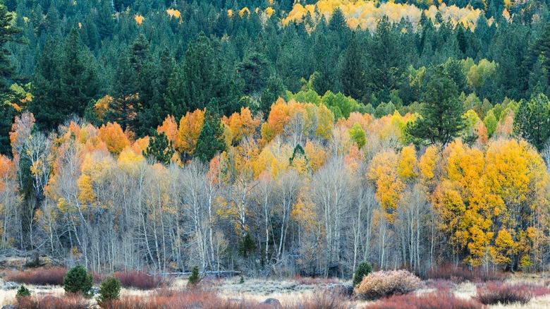 the foliage of Hope Valley, CA