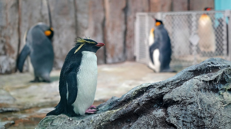 Penguins in an enclosure at the Montreal Biodome in Canada