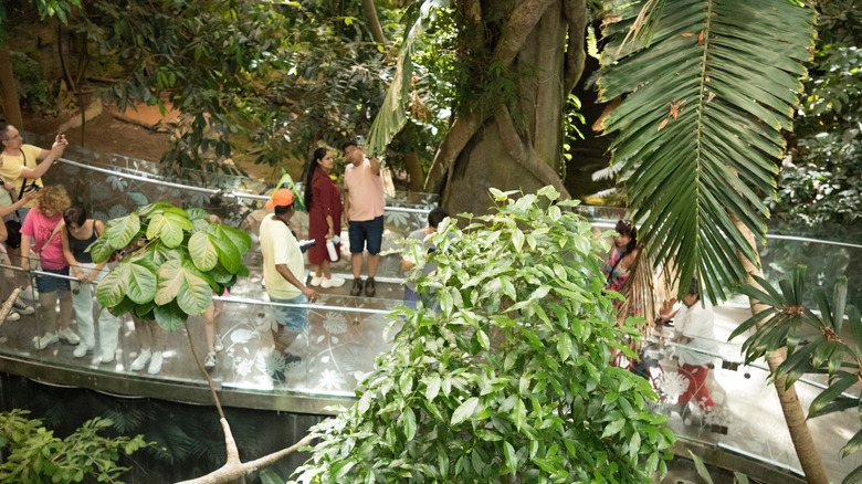 Visitors explore a rainforest walkway in the Montreal Biodome