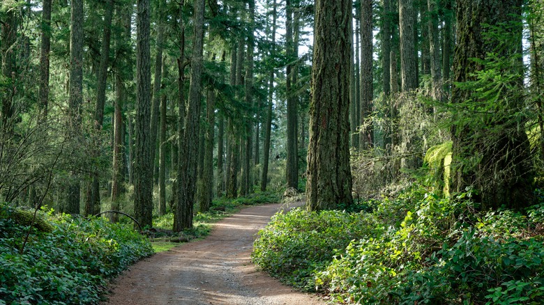 forests on Mount Maxwell