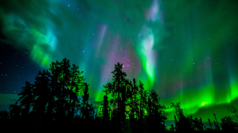 Northern Lights in Yellowknife forest