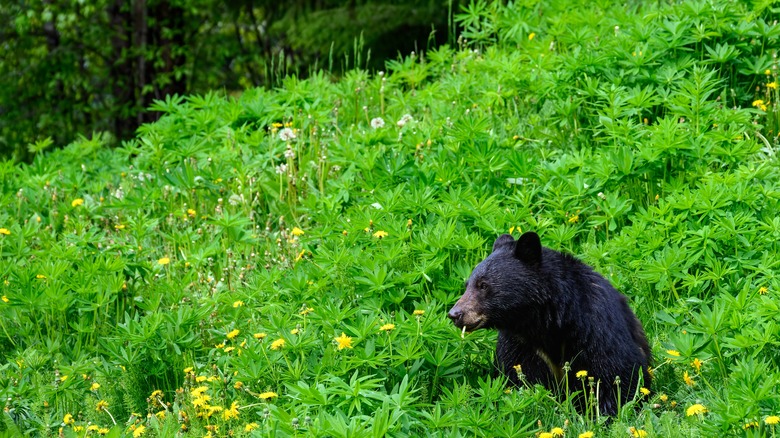 Bear grazing on dandelions at Whistler