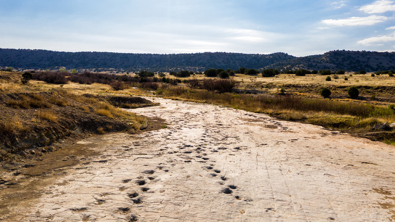 Dinosaur tracks through Comanche National Forest near La Junta