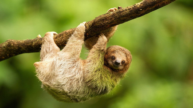 Juvenile sloth climbing tree in Costa Rica