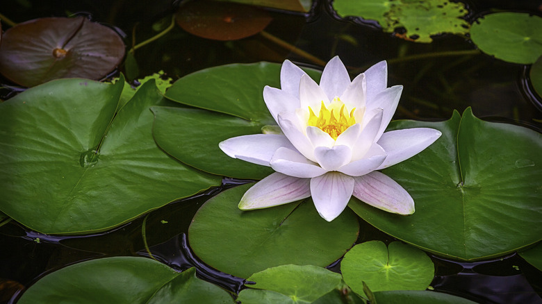 water lily lotus flower