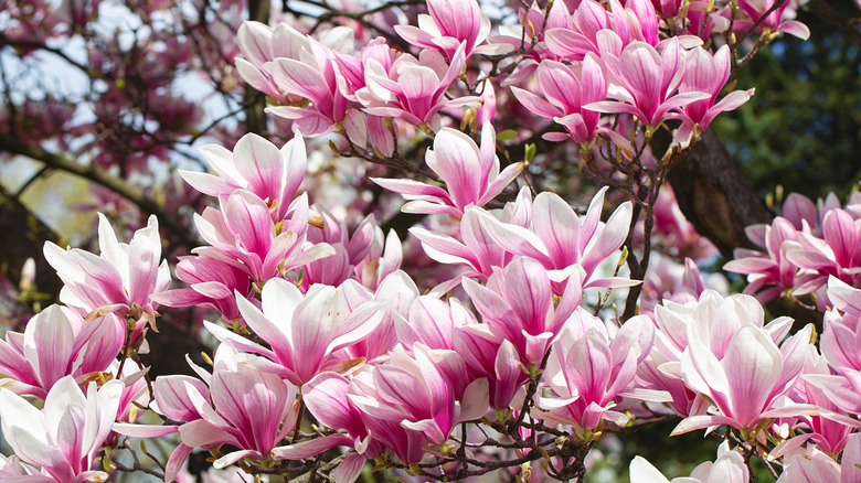 Magnolia tree in bloom pink blossoms