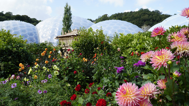 Colorful flowers outside of the Eden Project's biomes