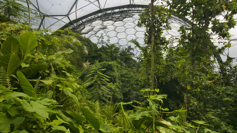 Tropical plants in the Rainforest Biome at the Eden Project, Cornwall