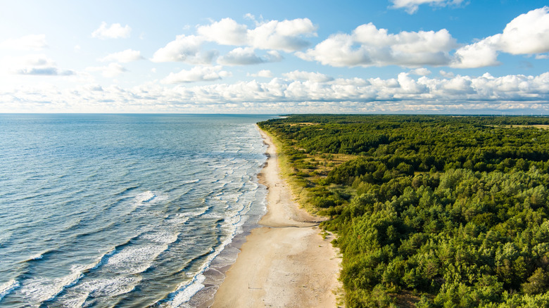 Empty stretch of beach backed by pine forest