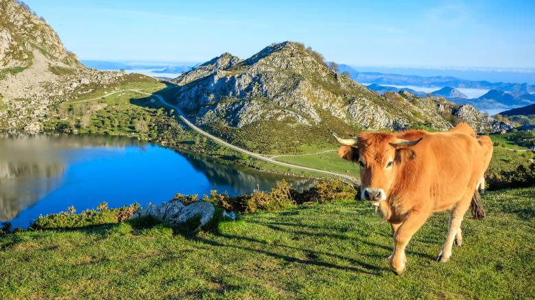 A cow stands in a grassy field over a scenic lake