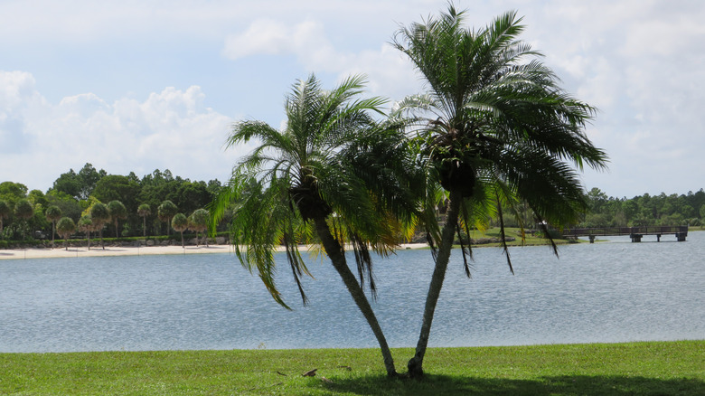 Two palm trees by a lake at Larry and Penny Thompson Park, Miami