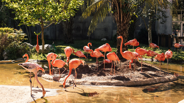 Flamingos at Zoo Miami