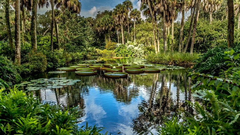 A pond and lily pads in Bok Tower Gardens