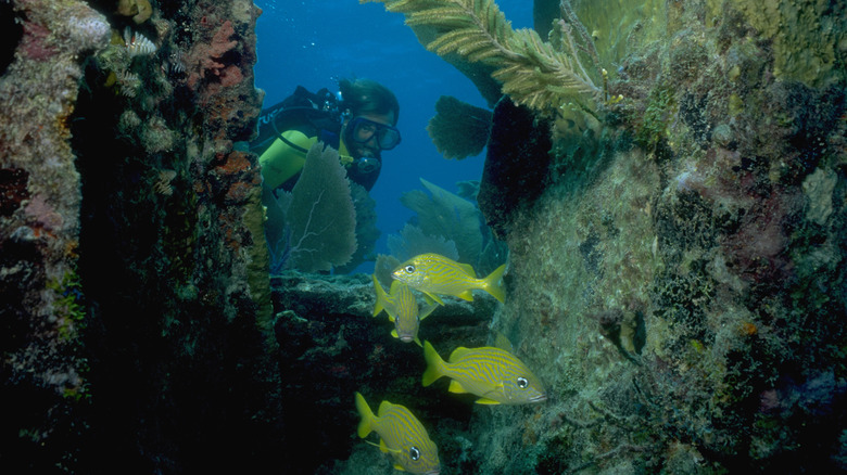 Scuba diver watching fish in reef