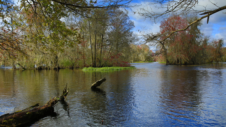 The view of Withlacoochee River along the bank, with green grass and trees in the background