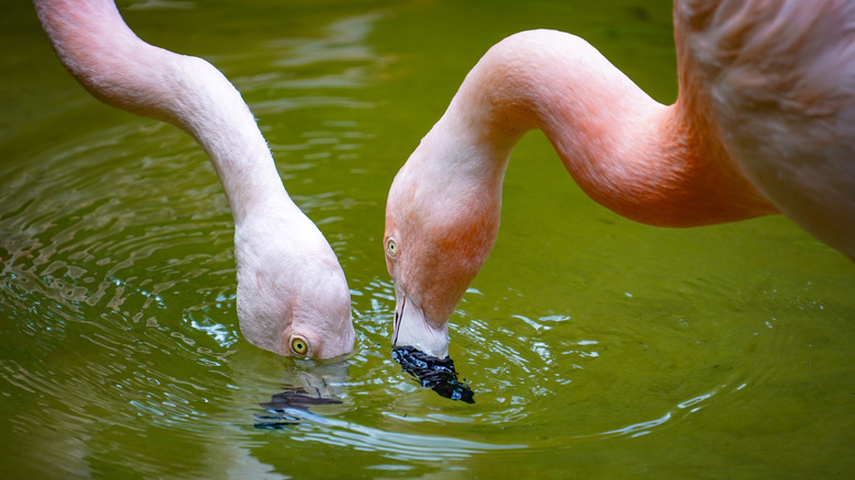 Flamingos with beaks in water at Sunken Gardens in St. Petersburg, Florida