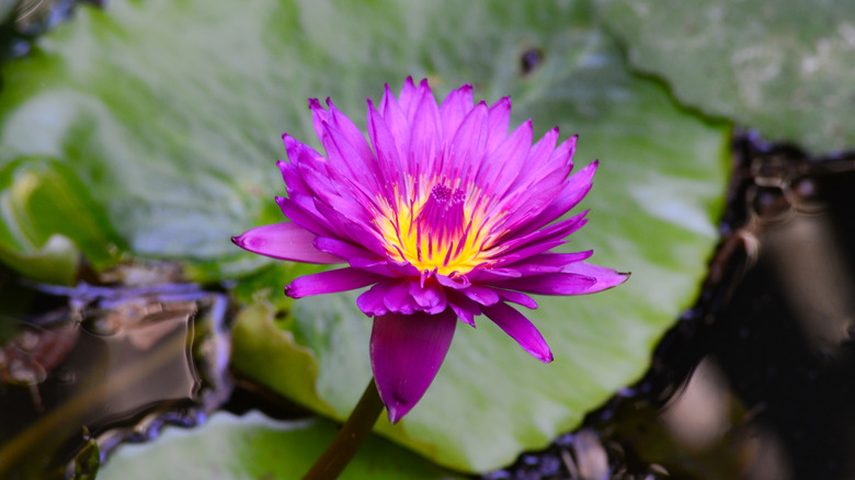 Flower and lili pads at Sunken Gardens Florida