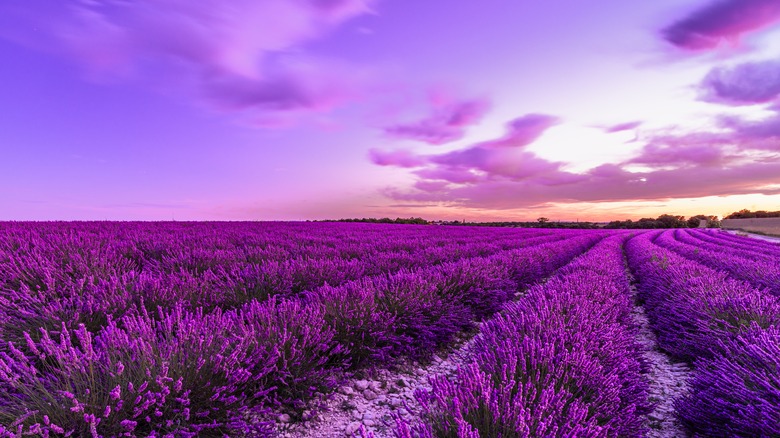 Fields of purple lavender