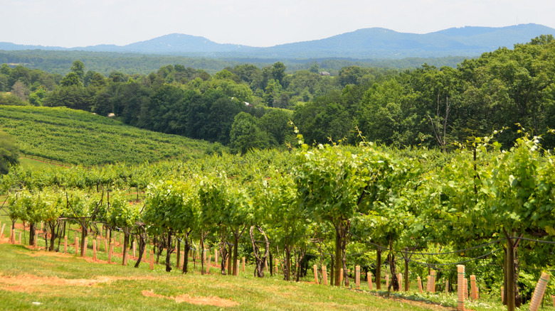 A north Georgia vineyard