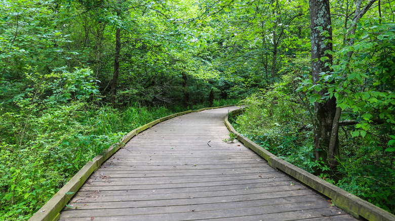 wooden path going into green forested area