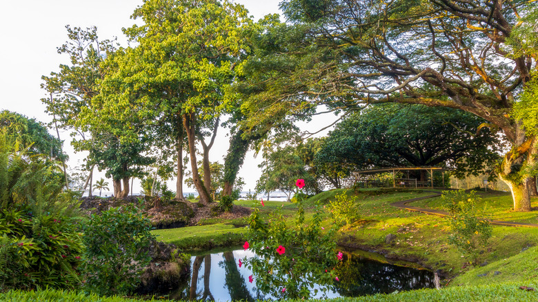 Pond with large trees and flowers