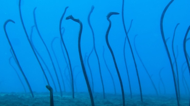 Field of garden eels, feeding on plankton in the ocean.