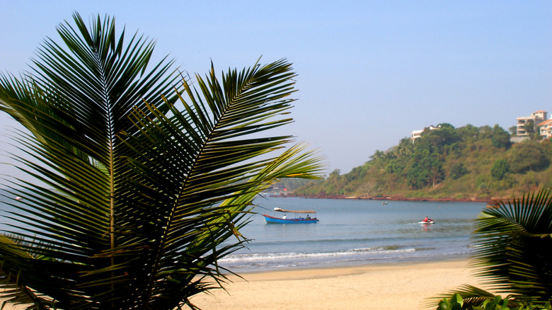 Palm tree in front of Vainguinim Beach, Goa