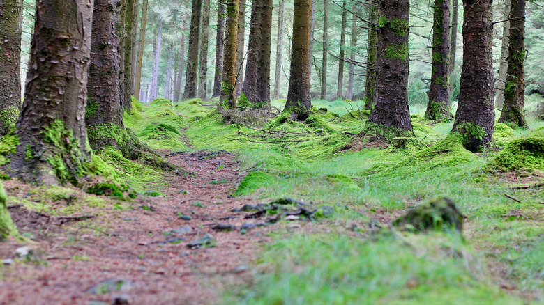 The trails in Ballinastoe Woods