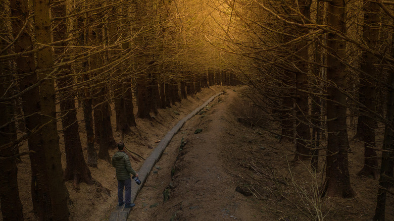 Ballinastoe Woods Boardwalk in Ireland