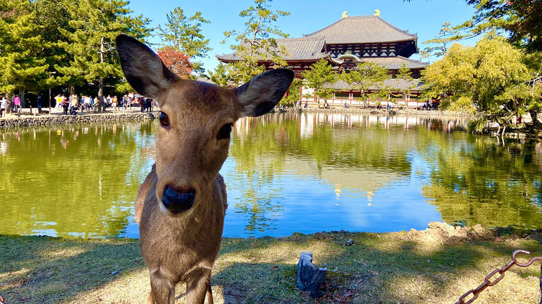 Deer looking to camera with a reflecting pond and temple in the back