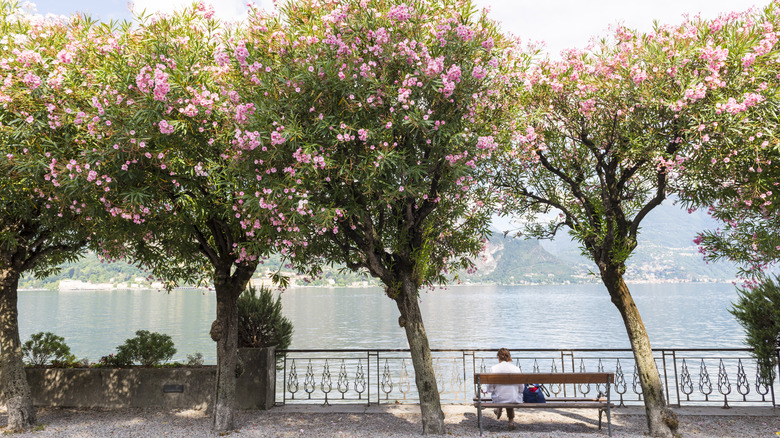 Trees along Lake Como