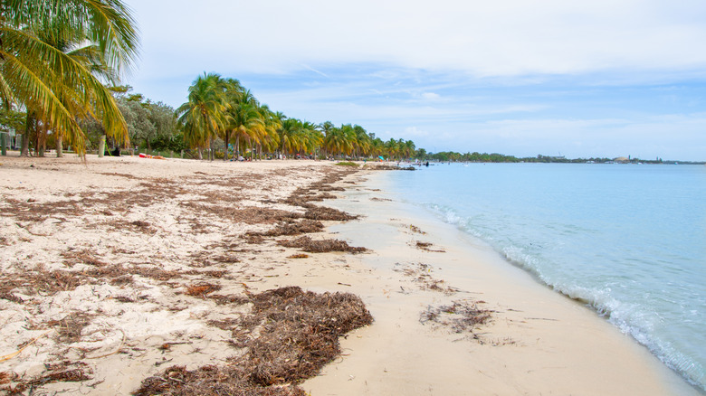 A white sand beach on the Virginia Key near Miami, Florida