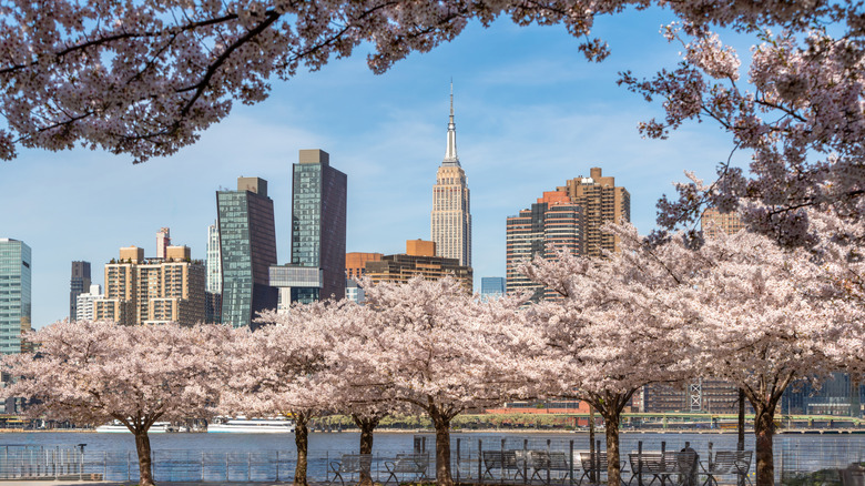 Manhattan skyscrapers behind trees in Queens